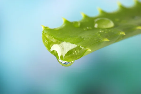 Aloe Blatt mit Tropfen auf natürlichem Hintergrund — Stockfoto