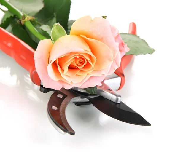 Garden secateurs and rose isolated on white — Stock Photo, Image