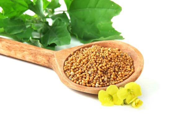 Mustard seeds in wooden spoon with mustard flower isolated on white — Stock Photo, Image