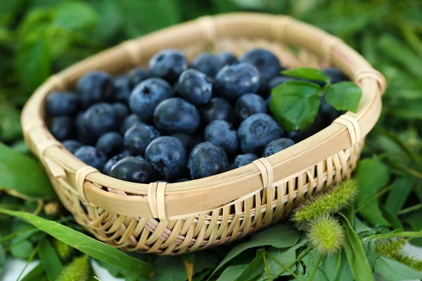 Blueberries in wooden basket on grass — Stock Photo, Image