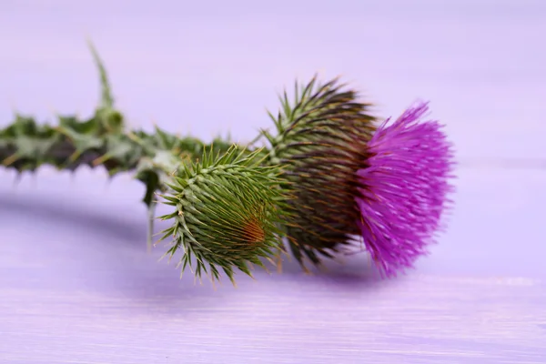 Thistle flower on wooden background — Stock Photo, Image