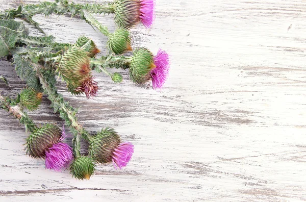 Fiori di cardo su sfondo di legno — Foto Stock