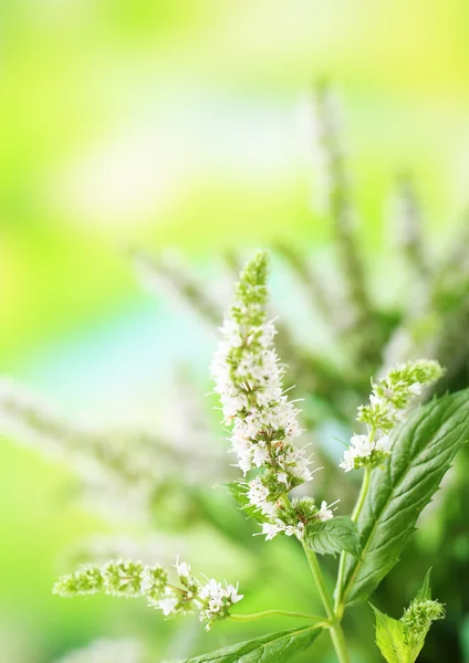 Fresh mint flowers in garden — Stock Photo, Image