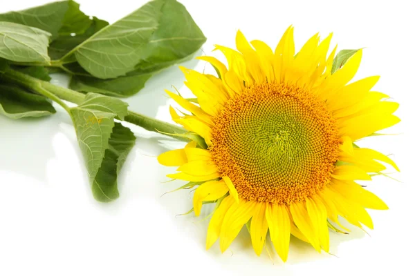 Sonnenblume isoliert auf weiß — Stockfoto