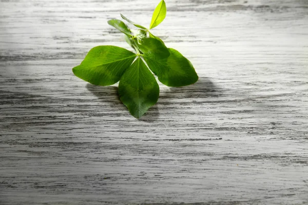 Clover leaf on wooden table — Stock Photo, Image