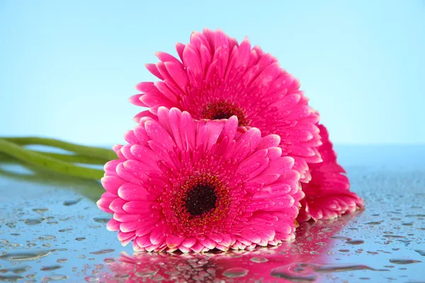 Belles fleurs de gerbera rose, gros plan — Photo
