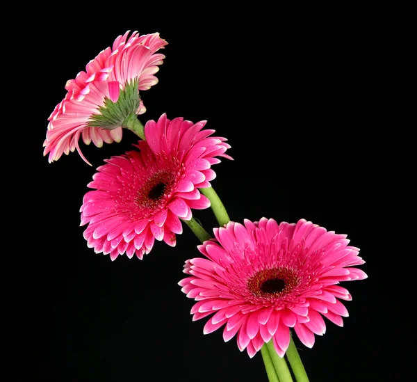 Beautiful pink gerbera flowers on black background — Stock Photo, Image
