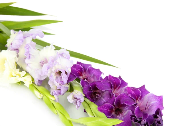 Schöne Gladiolenblüte isoliert auf weiß — Stockfoto