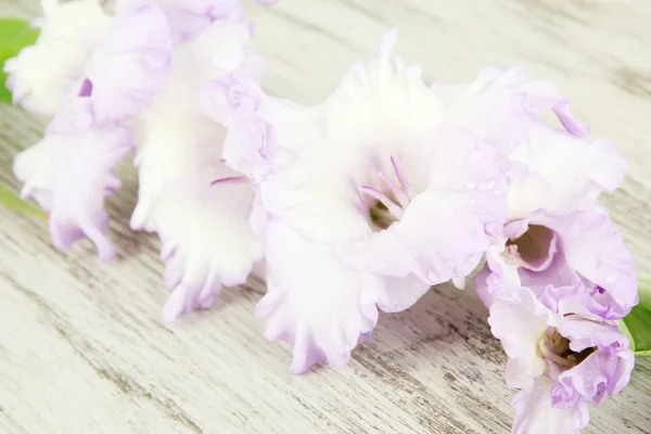 Vackra gladiolus blomma på trä bakgrund — Stockfoto