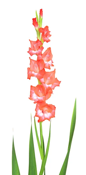 Bellissimo fiore gladiolo isolato su bianco — Foto Stock