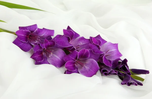 Hermosa flor de gladiolo sobre fondo de tela blanca —  Fotos de Stock