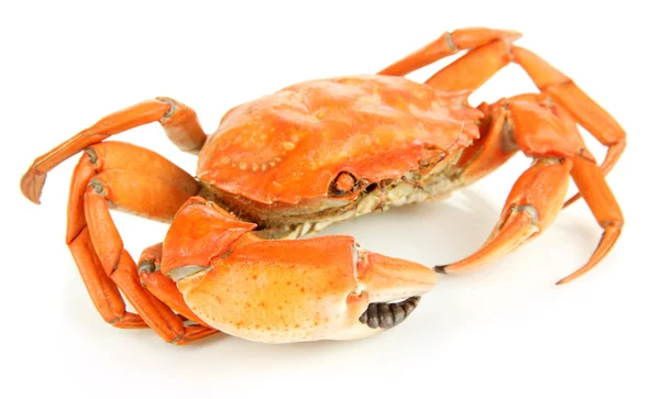 Gekookte krab geïsoleerd op wit — Stockfoto