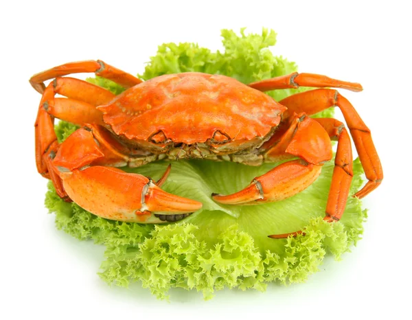 Crabe bouilli isolé sur blanc — Photo