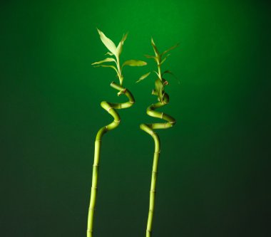 şişe üzerinde parlak arka plan bambu