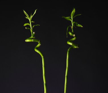 şişe üzerinde parlak arka plan bambu