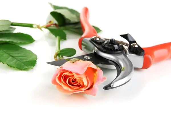 Garden secateurs and rose isolated on white — Stock Photo, Image