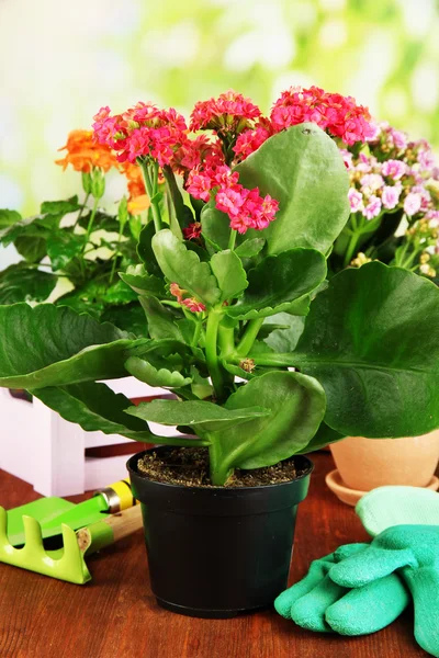 Mooie bloemen in potten op houten tafel op natuurlijke achtergrond — Stockfoto