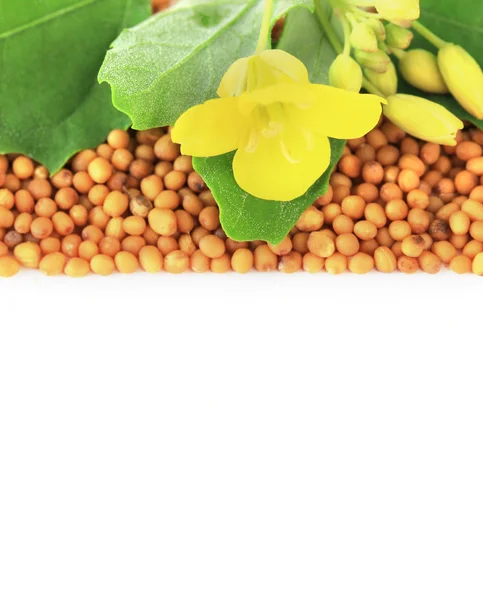 Mustard seeds with mustard flower isolated on white — Stock Photo, Image