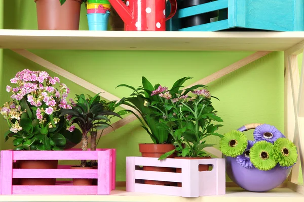 Hermosas flores en macetas en estantes de madera en la habitación — Foto de Stock