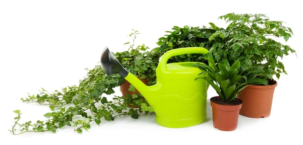 Beautiful flowers in pots isolated on white — Stock Photo, Image