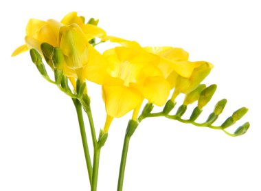 güzel beyaz izole Frezya, buket