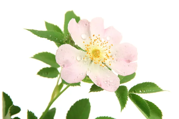 Flor rosa de la cadera, aislada en blanco —  Fotos de Stock