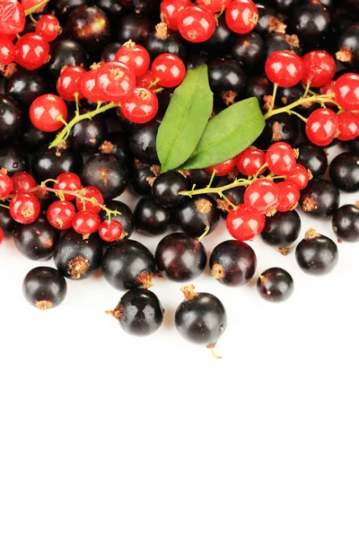 Beyaz izole kırmızı ve Siyah frenk üzümü — Stok fotoğraf