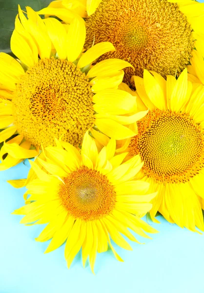 Mooie zonnebloemen op kleur achtergrond — Stockfoto