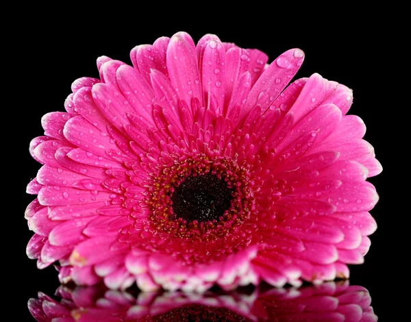 Hermosa flor de gerberas rosa sobre fondo negro — Foto de Stock