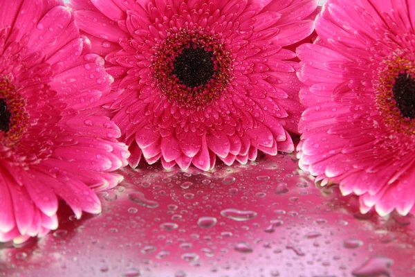 Bellissimi fiori di gerbera rosa, da vicino — Foto Stock