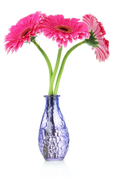 Beautiful pink gerbera flowers in vase isolated on white — Stock Photo, Image