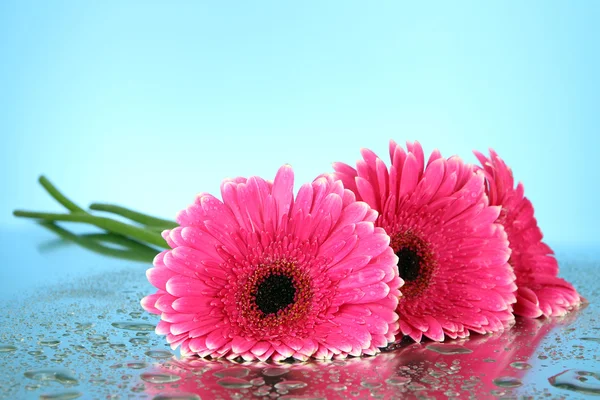 Beautiful pink gerbera flowers, close up — Stock Photo, Image