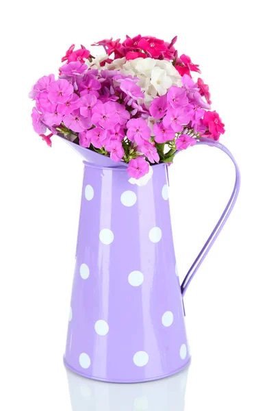 Beautiful bouquet of phlox in watering can isolated on white — Stock Photo, Image