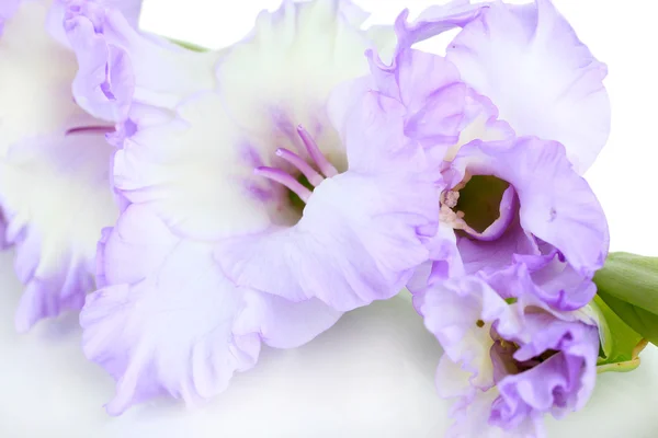 Schöne Gladiolenblüte aus nächster Nähe — Stockfoto