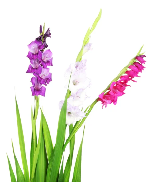Mooie gladiolen bloem geïsoleerd op wit — Stockfoto
