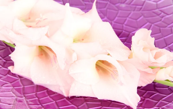 Schöne Gladiolenblüte im Wasser auf violettem Hintergrund — Stockfoto