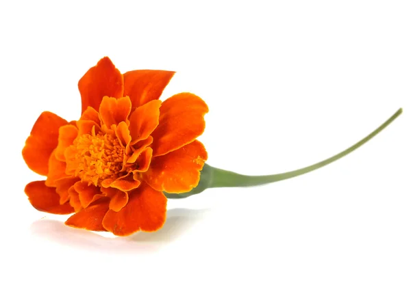 Marigold flower isolated on white — Stock Photo, Image