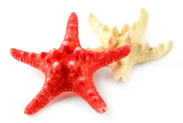 Starfish isolated on white — Stock Photo, Image