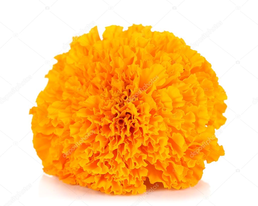 Marigold flower isolated on white
