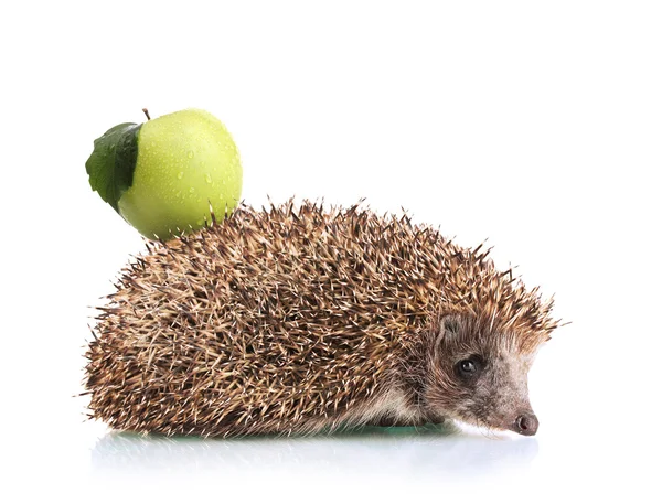 Igelkott med apple på rygg isolerad på vit — Stockfoto