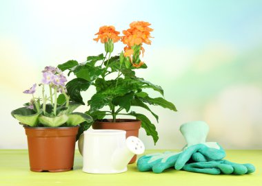 Tencere doğal zemin üzerine ahşap masa üzerine güzel çiçekler