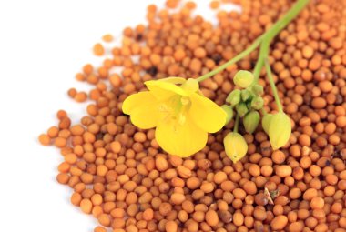 Hardal tohumu hardal çiçeği üzerinde beyaz izole ile