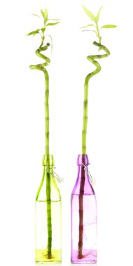 Bambu beyaz izole şişe