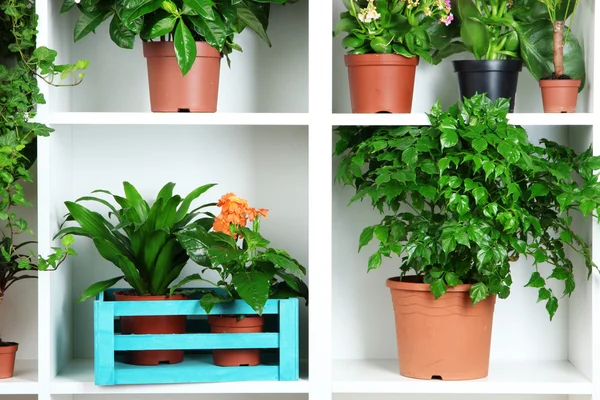 Beautiful flowers in pots on white shelves close-up — Stock Photo, Image