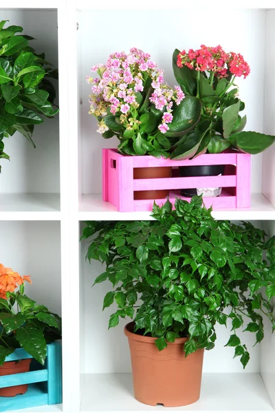 Beautiful flowers in pots on white shelves close-up — Stock Photo, Image