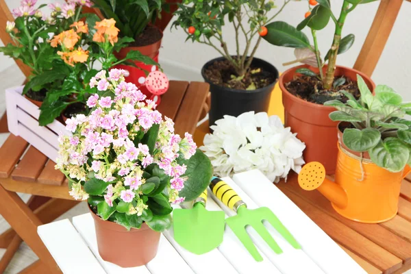 Viele schöne Blumen in Töpfen im Raum Nahaufnahme — Stockfoto