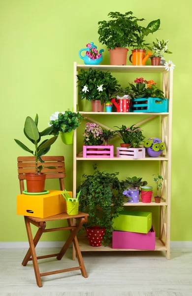 Muchas flores hermosas en macetas en la habitación — Foto de Stock