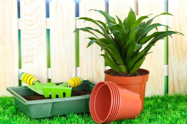 Schöne Blume im Topf auf Gras im Garten — Stockfoto