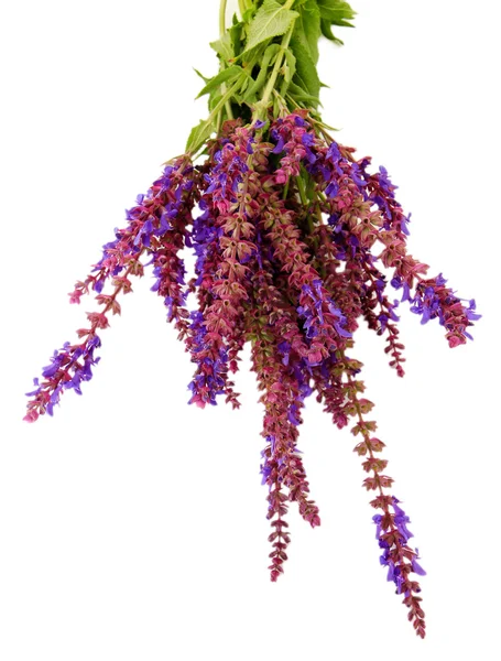 Flores de salvia, isoladas sobre branco — Fotografia de Stock