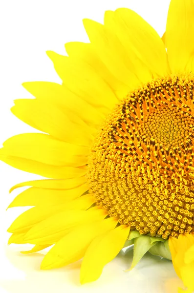 Tournesol isolé sur blanc — Photo